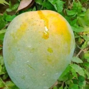 হিমসাগর আম - ১৫কেজি