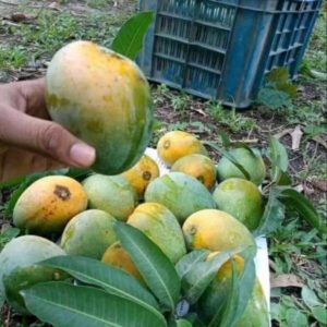 হিমসাগর আম - ২০কেজি